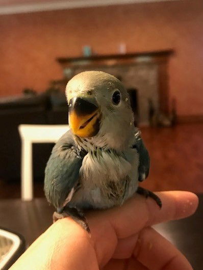 Cheepy