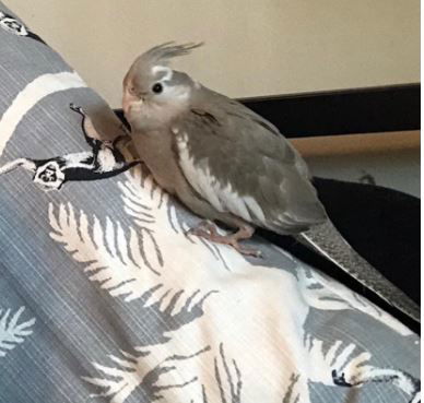 Birdie