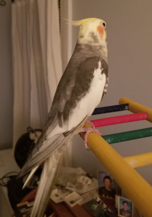 Big Boy