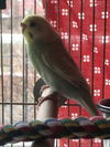 Sunny and Sweet Pea