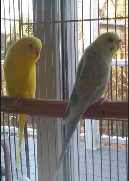 Sunny and Sweet Pea