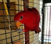 Lola
