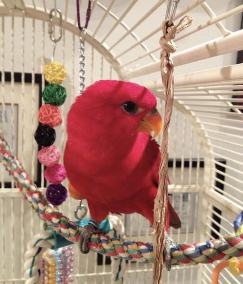 Lola