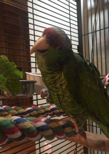 adoptable Bird in Belford, NJ named Guido