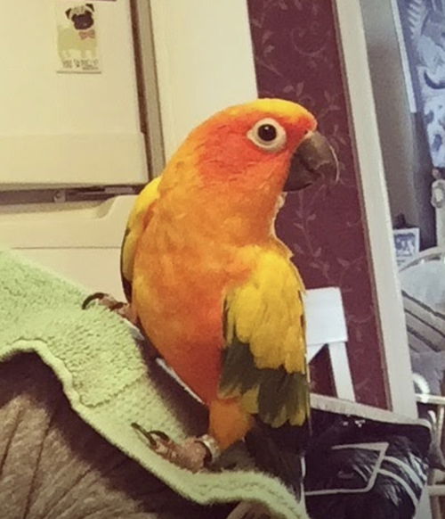 Chito