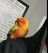 Chito