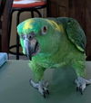 Chica