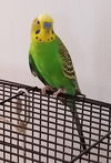 Mr Peepers