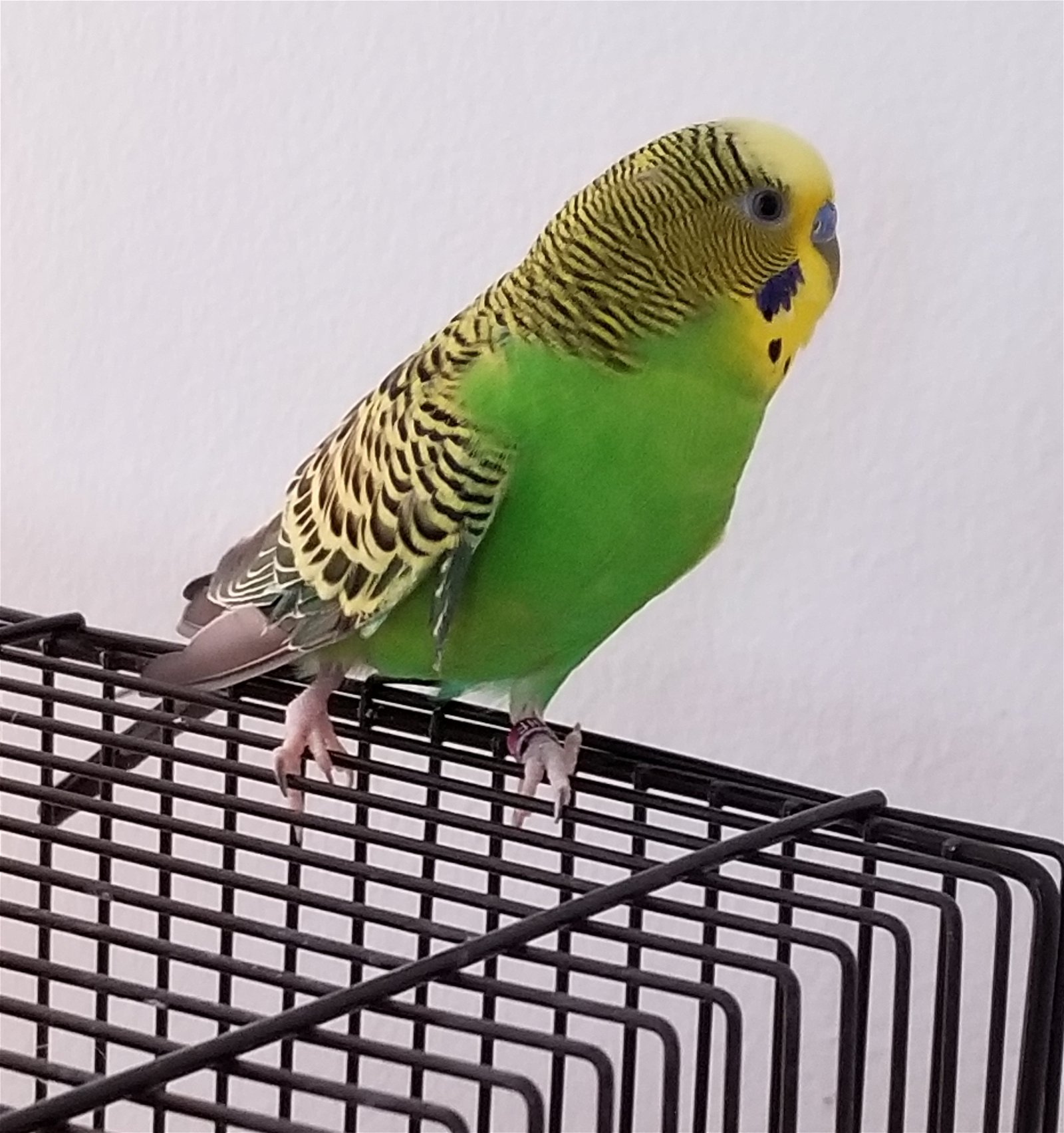adoptable Bird in Belford, NJ named Mr Peepers