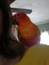 Chicklet