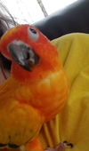 Chicklet