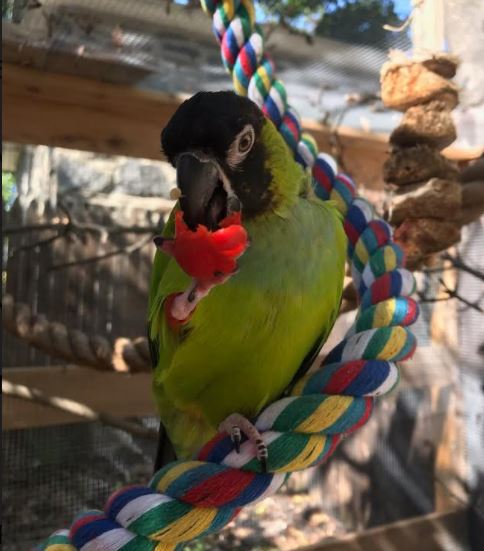 Milo