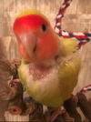 Sugar