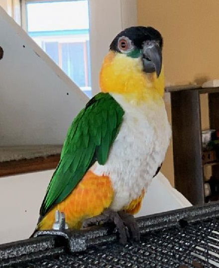 Max