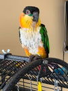 Max