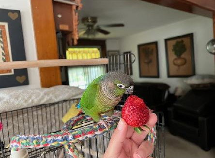 Wally