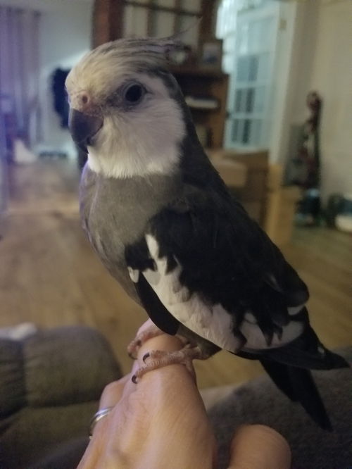 Mr. Bird