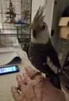 Mr. Bird