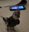 Mr. Bird