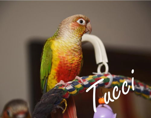 Tucci