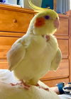 Sophie