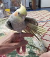 Cheeku