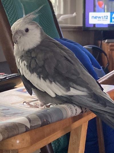 Birdie