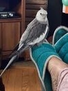 Birdie