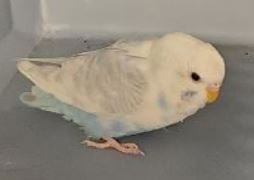 Snowball