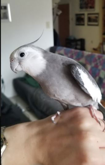 Mel