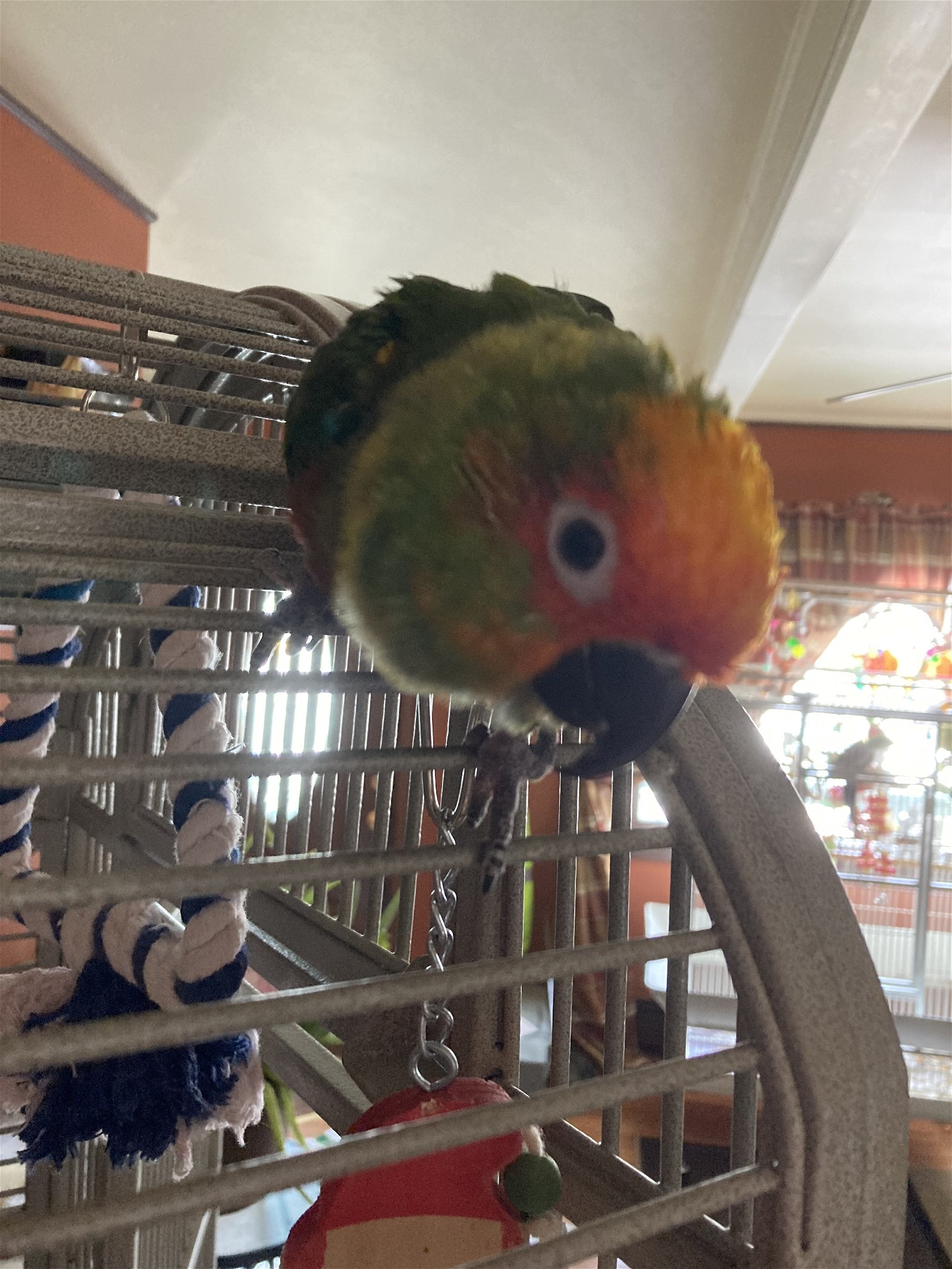 adoptable Bird in Belford, NJ named Spanky