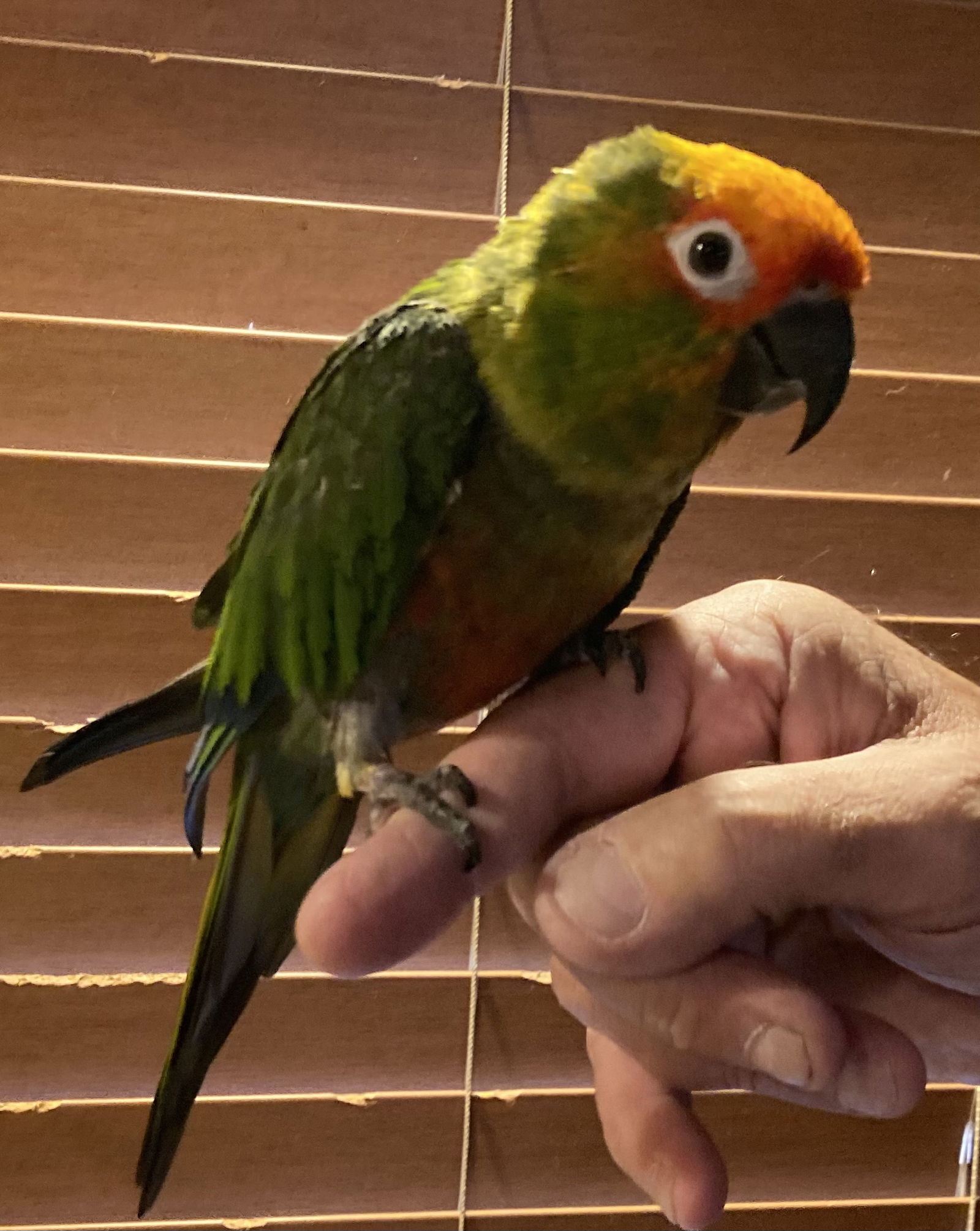 adoptable Bird in Belford, NJ named Spanky