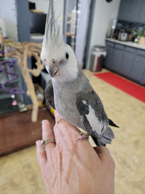 Birdie