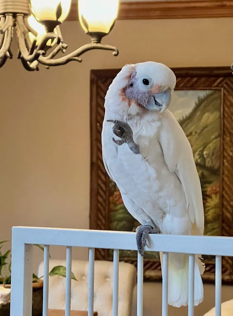 adoptable Bird in Belford, NJ named Luna