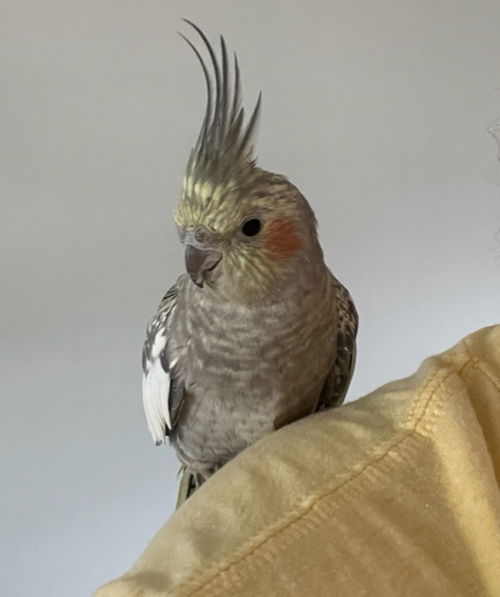 Juniper