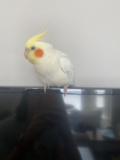 Ms Chicken