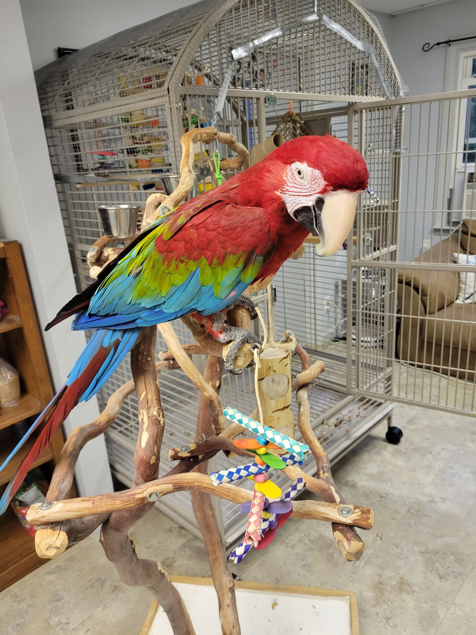 adoptable Bird in Belford, NJ named Brandy