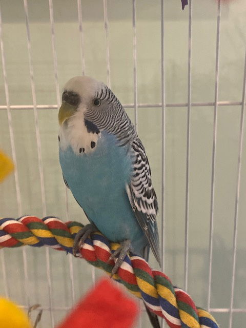 Bluey
