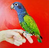 Birdo