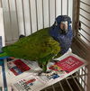 Birdo