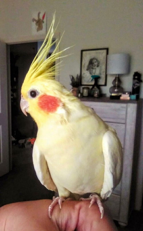 Charlie