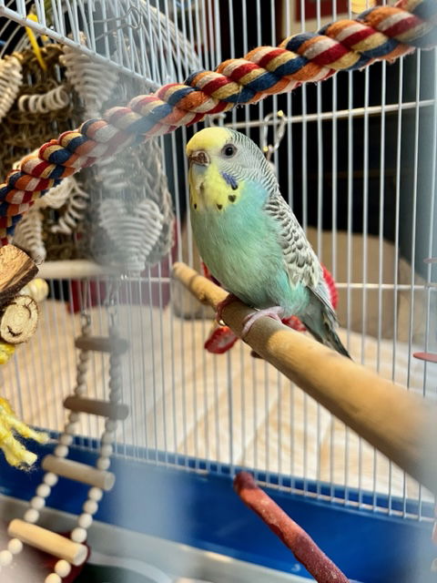 Mira and Tweety