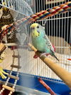 Mira and Tweety