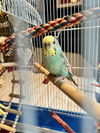 Mira and Tweety