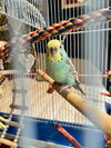 Mira and Tweety