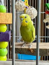 Mira and Tweety