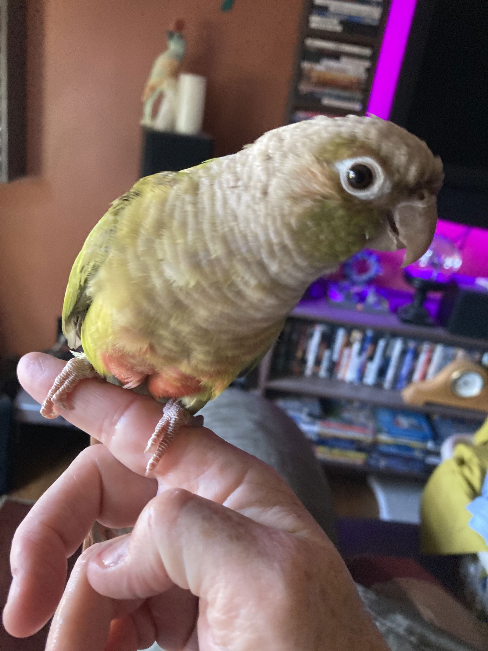adoptable Bird in Belford, NJ named Marley and Tequila