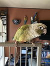 Marley and Tequila