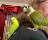 adoptable Bird in belford, NJ named Marley and Tequila