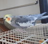 Joe